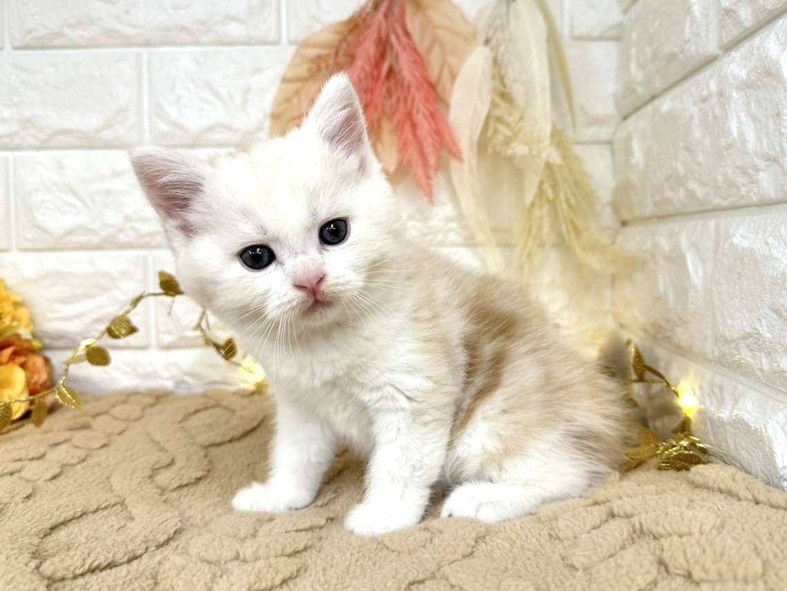 売約済☆ミヌエット（足長）☆オス☆ No.3044 | 子猫販売 | 埼玉県
