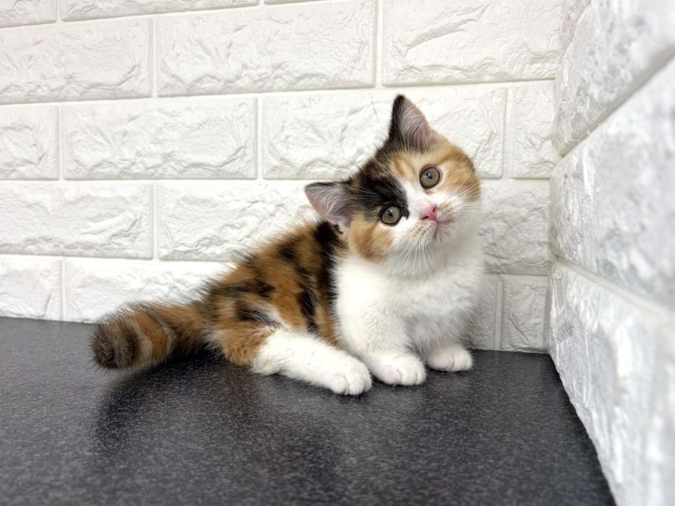 ☆里親募集中☆ | 新着情報 | 埼玉県さいたま市の猫ブリーダーなら