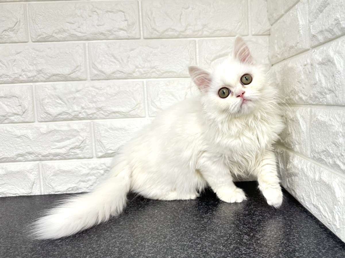 (ΦωΦ)ぷっくりほっぺ♥にゃ~おん♥里親様募集・限定♥猫 ☆里親募集中☆ | 新着情報 | 埼玉県さいたま市の猫ブリーダーなら