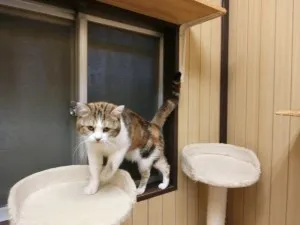 三毛猫のオス！