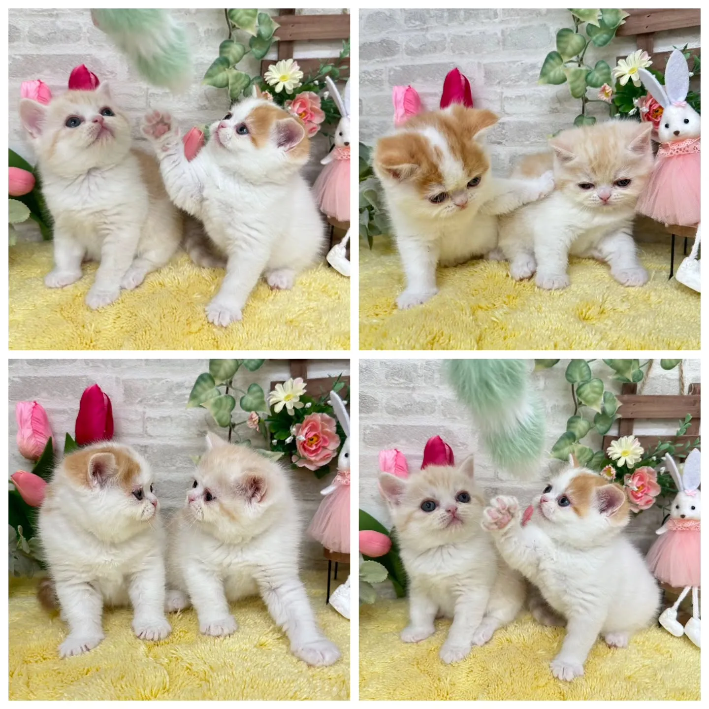 本日ご紹介のミヌエットちゃん達です🐱❤️