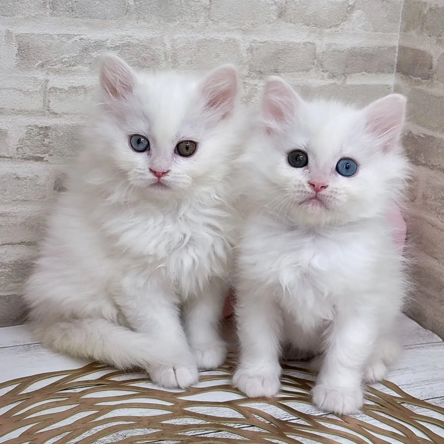 今日は３月３日　ひなまつり🎎