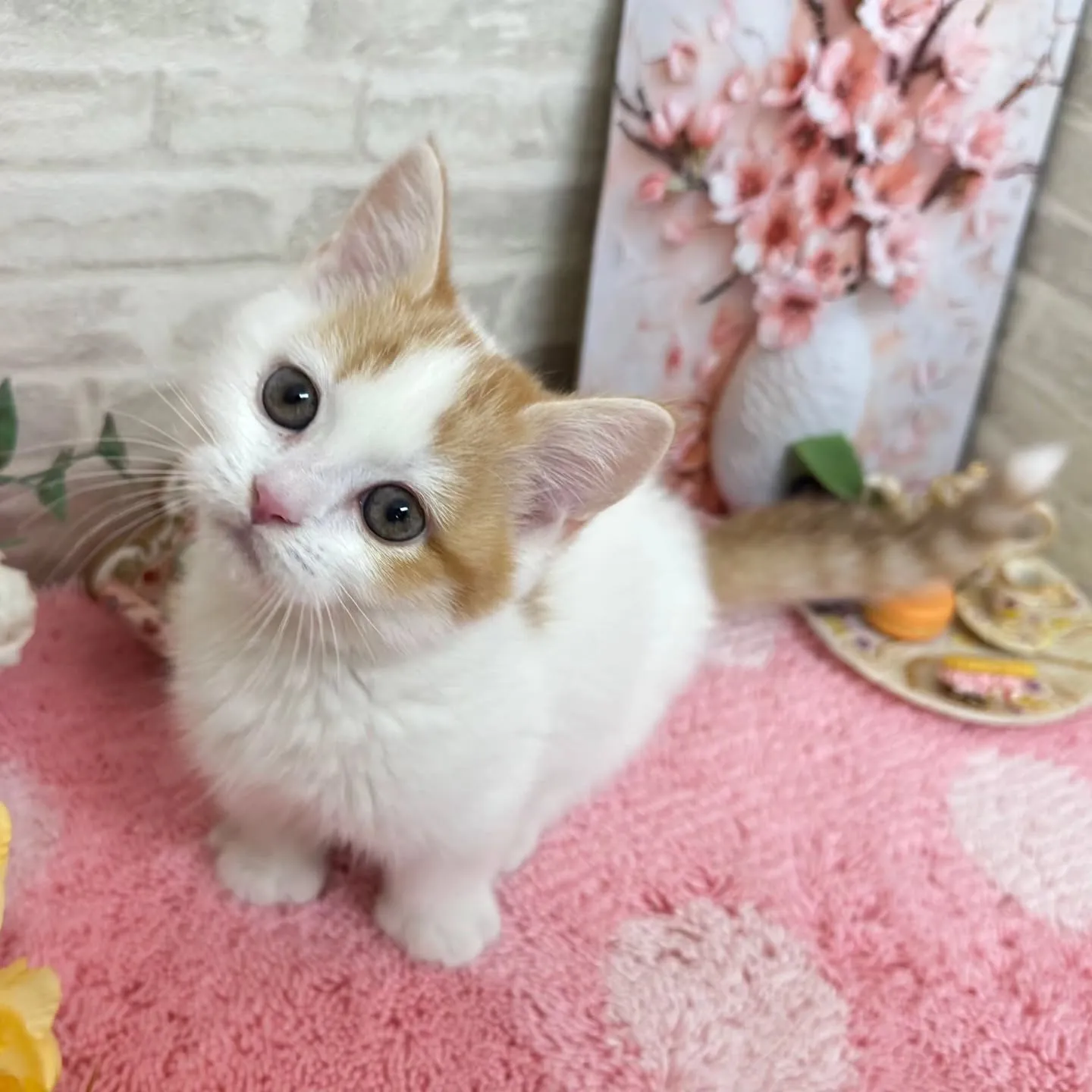 Yさまご契約にゃんこちゃん🐱❤️