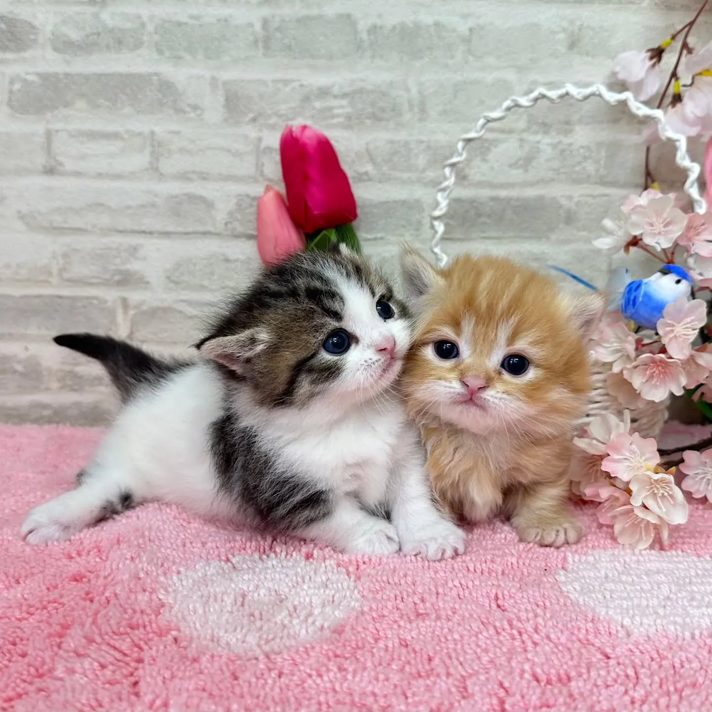 ミヌエット短足ちゃんBaby 😺❤️