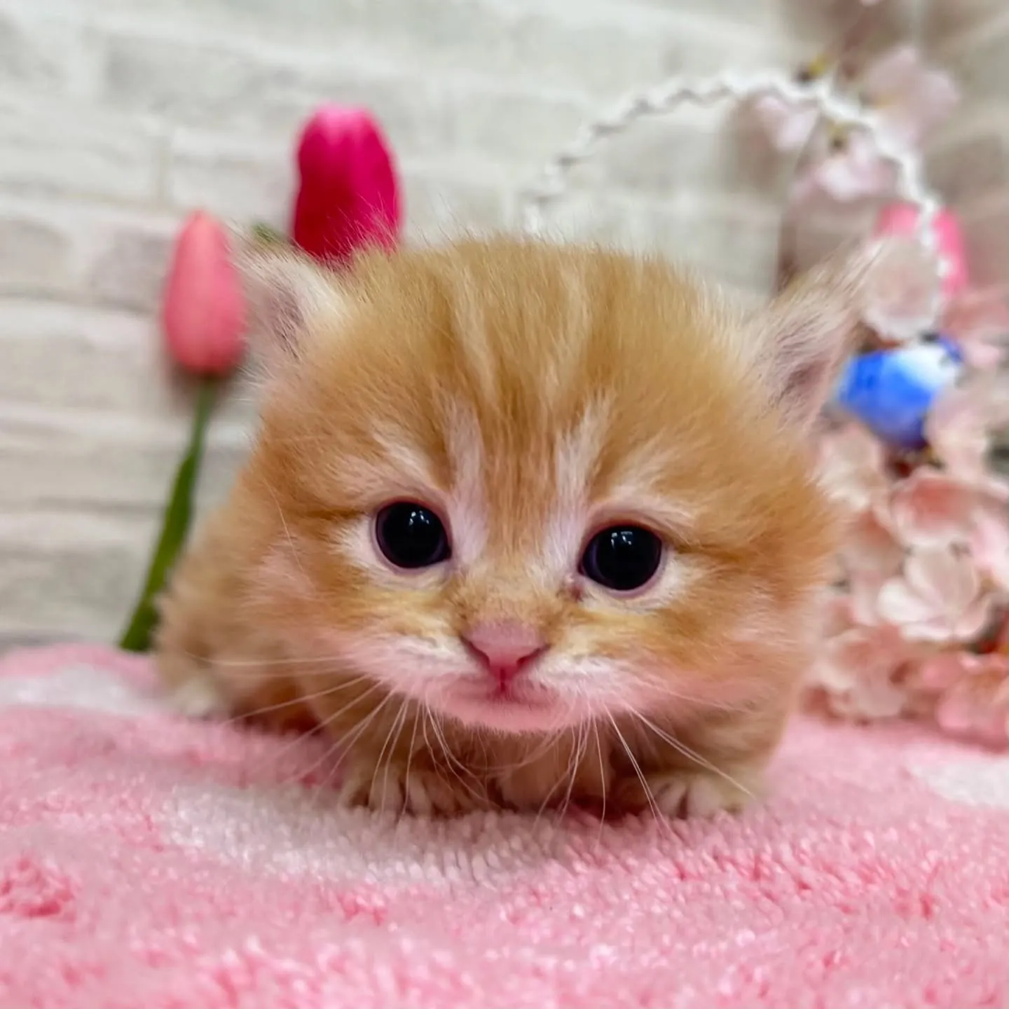 ミヌエット短足ちゃんBaby 😺❤️