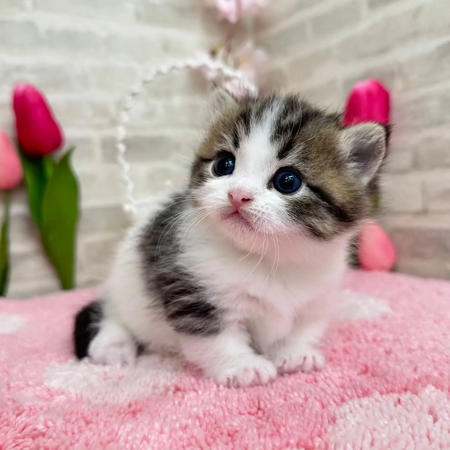ミヌエット短足ちゃんBaby 😺❤️