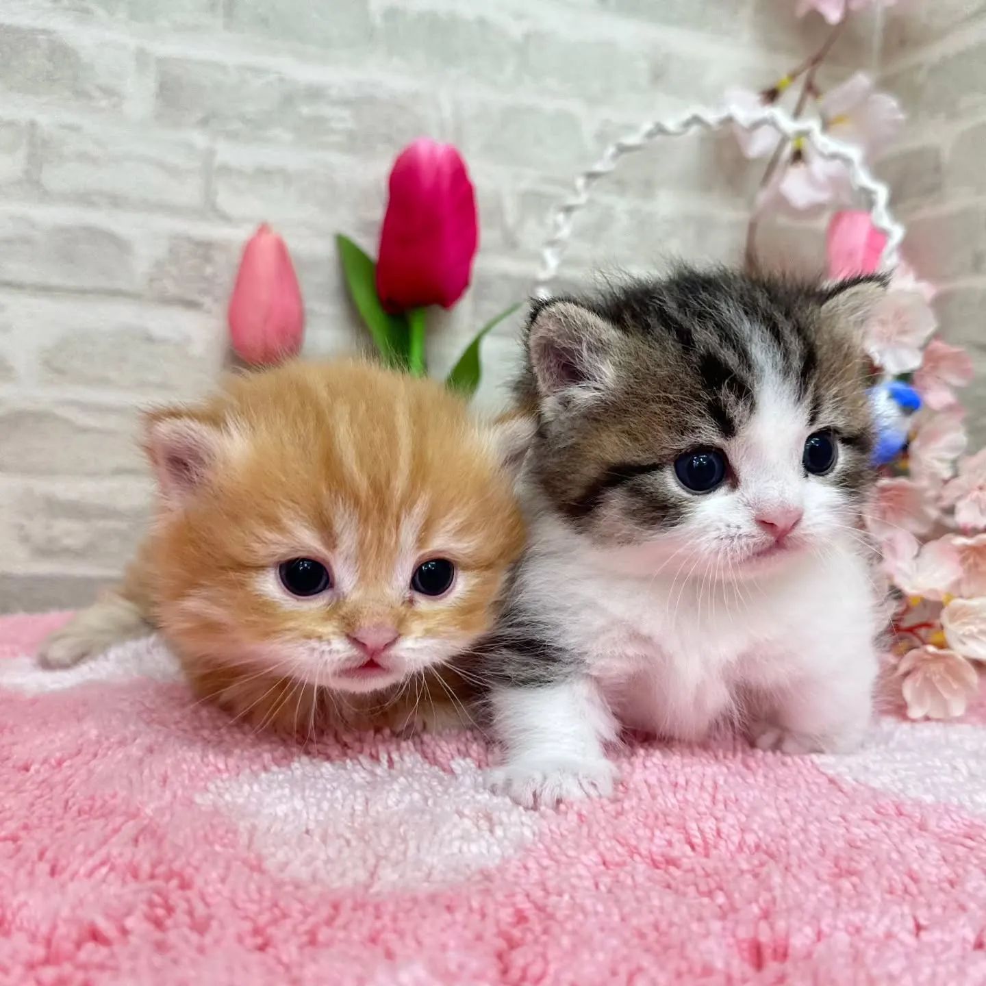 ミヌエット短足ちゃんBaby 😺❤️