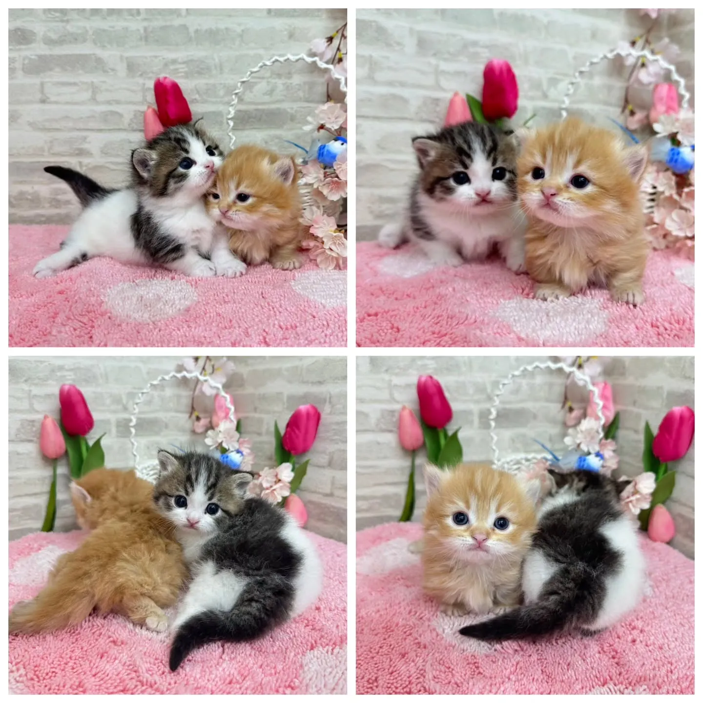 ミヌエット短足ちゃんBaby 😺❤️