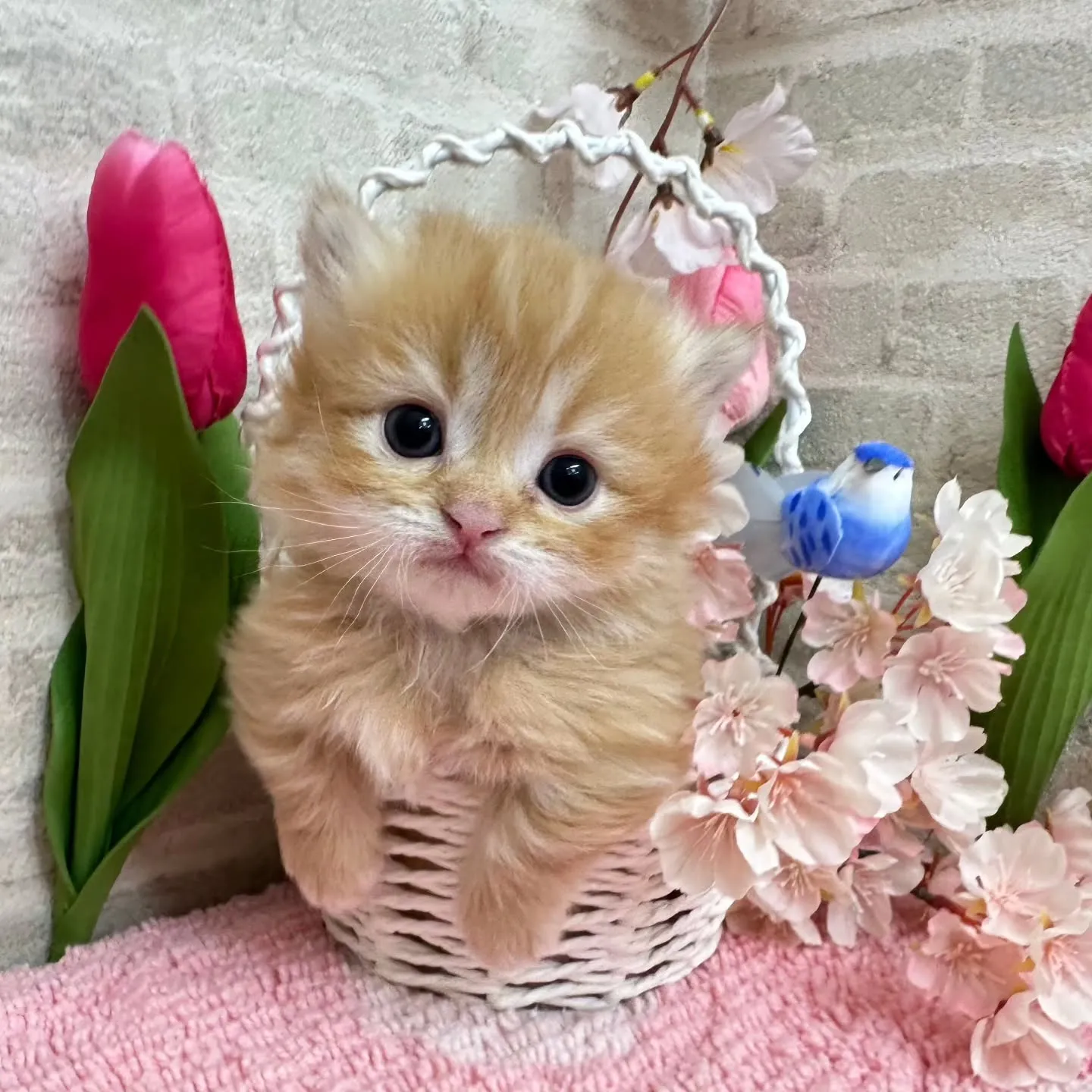ミヌエット短足ちゃんBaby 😺❤️