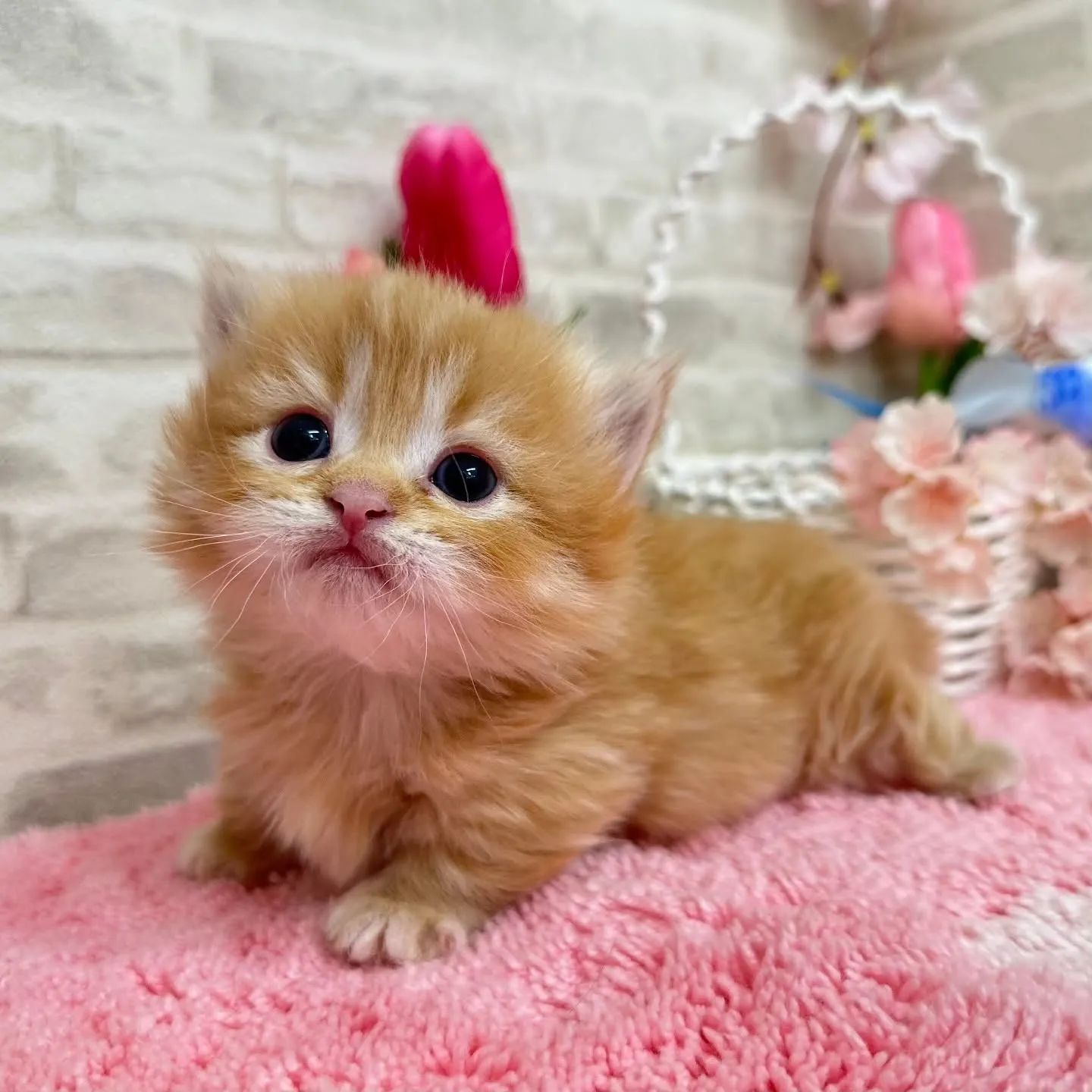 ミヌエット短足ちゃんBaby 😺❤️