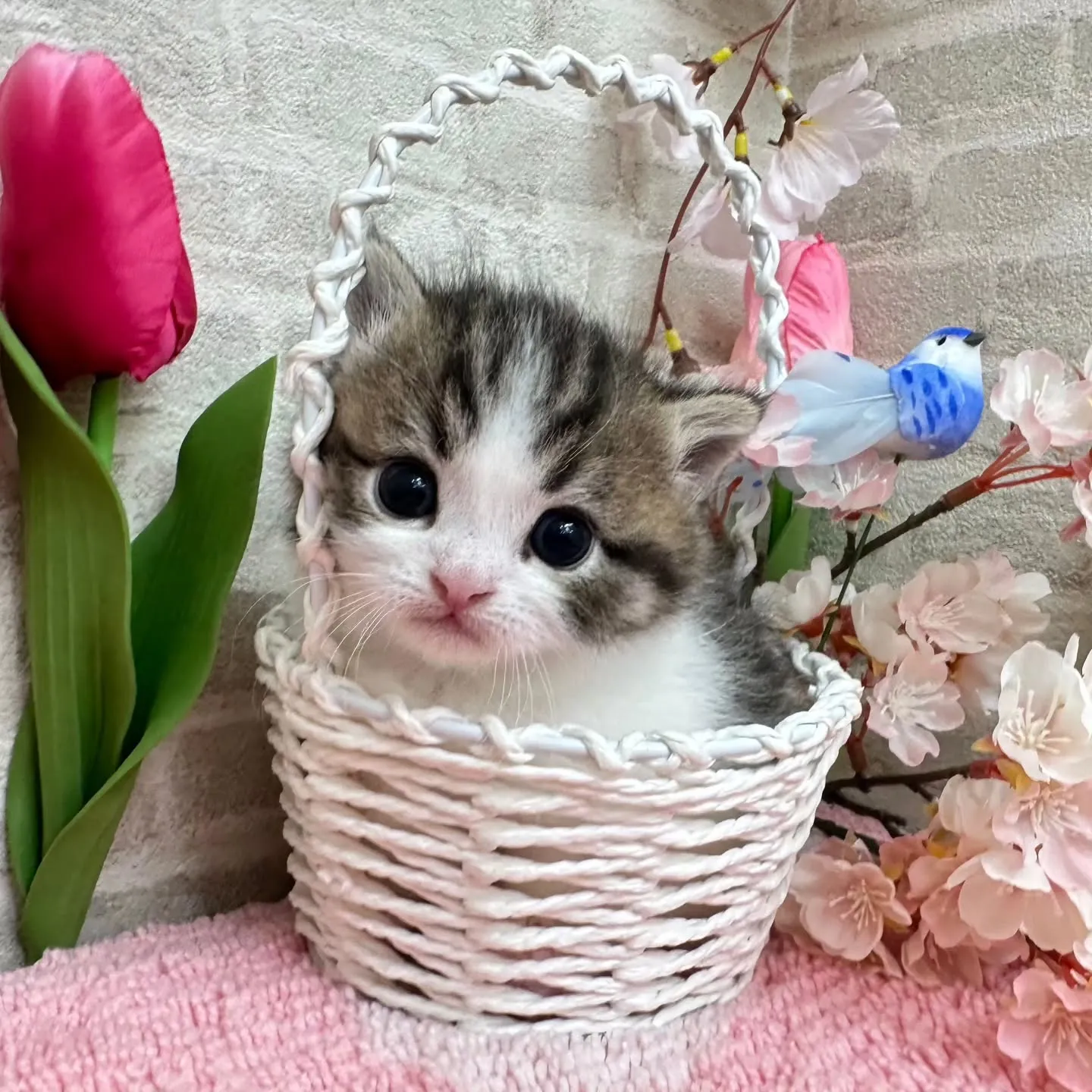 ミヌエット短足ちゃんBaby 😺❤️