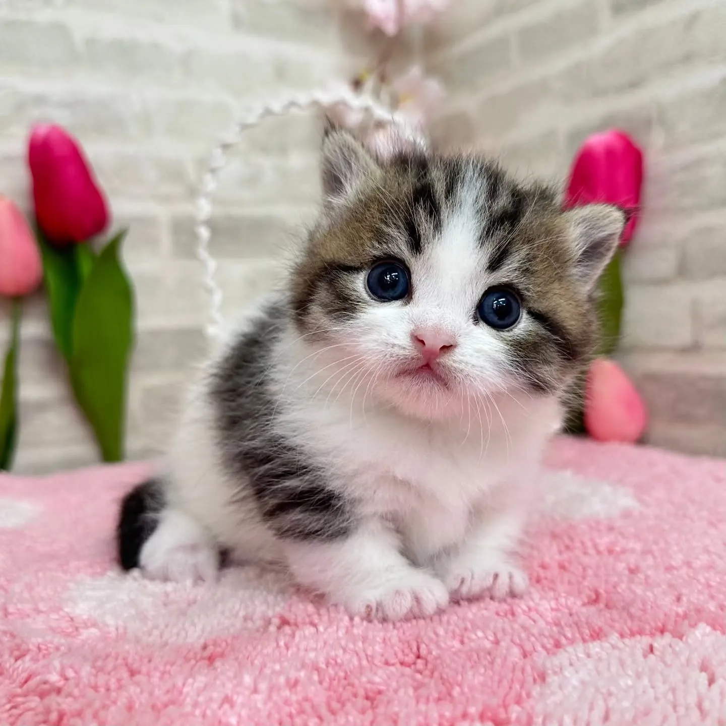 ミヌエット短足ちゃんBaby 😺❤️