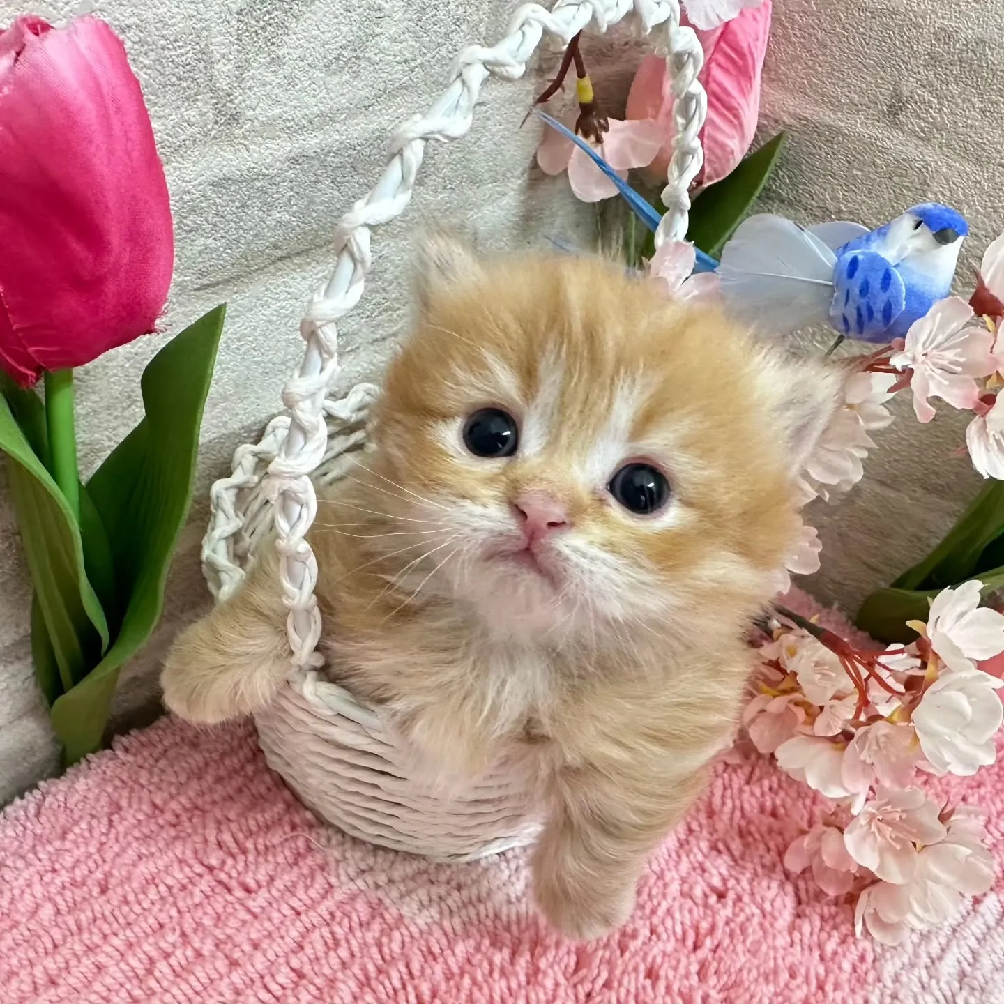 ミヌエット短足ちゃんBaby 😺❤️