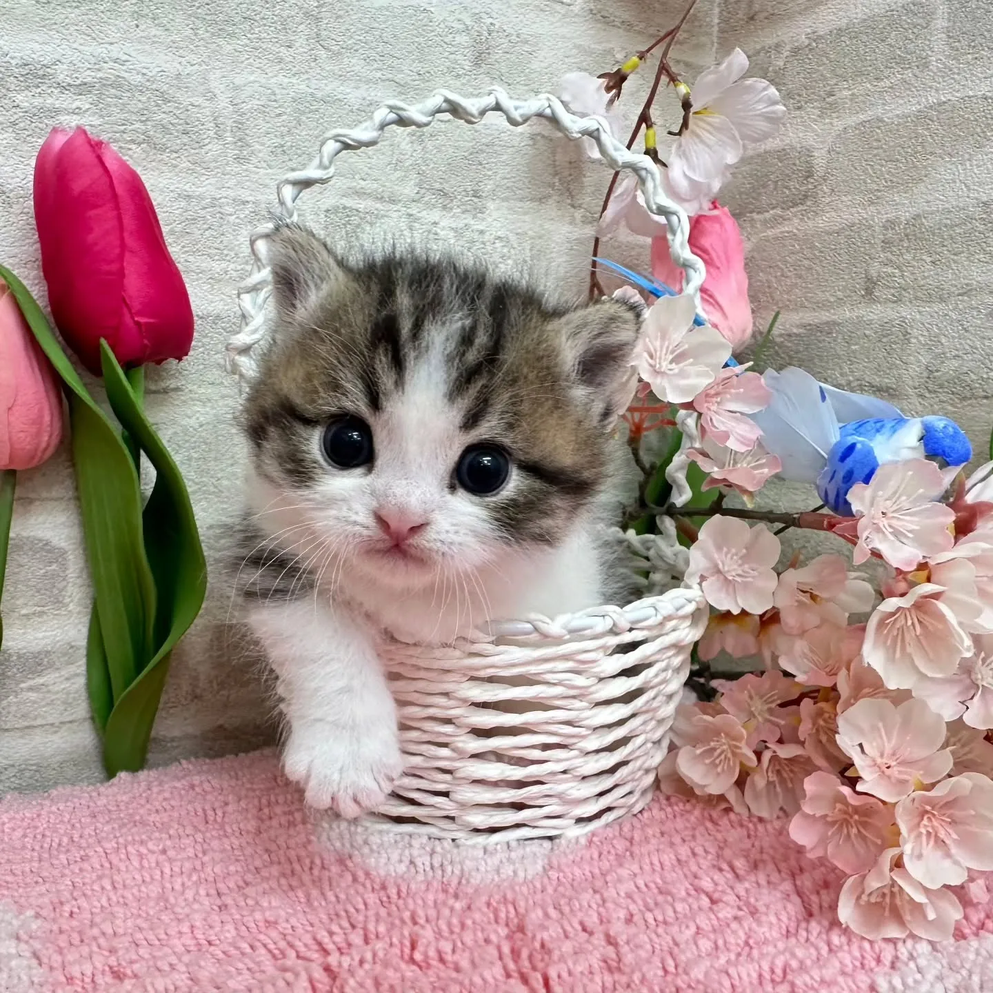 ミヌエット短足ちゃんBaby 😺❤️