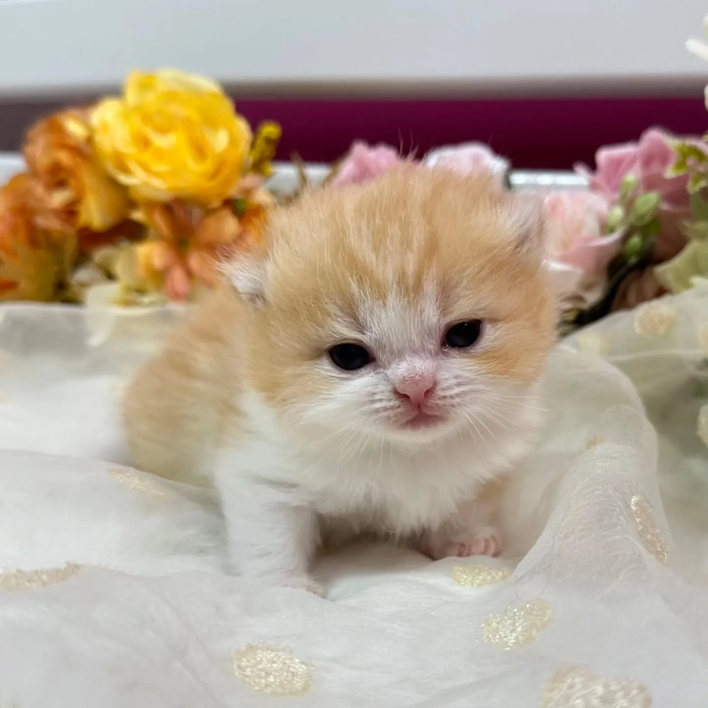 ミヌエットBaby 😺❤️
