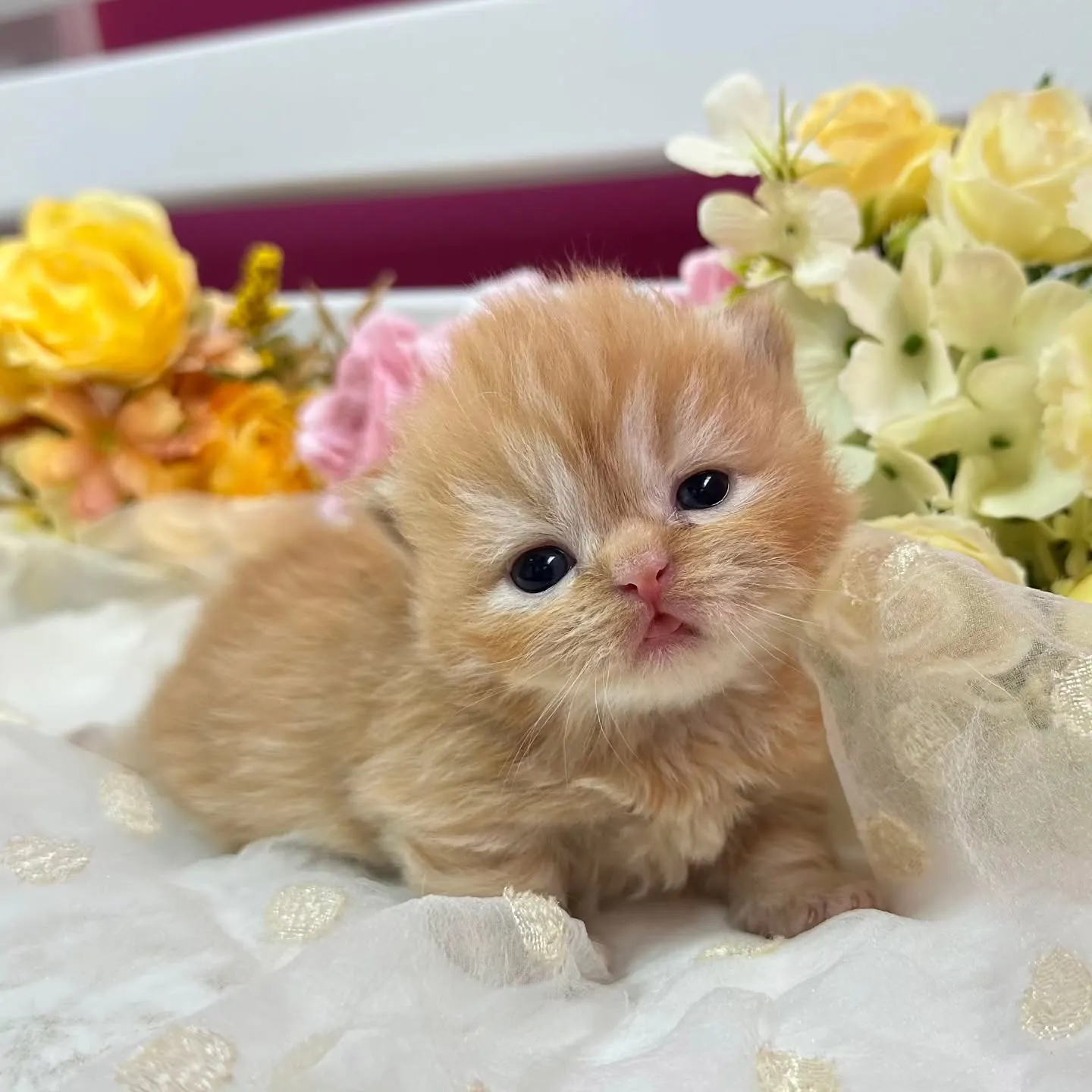 ミヌエットBaby 😺❤️