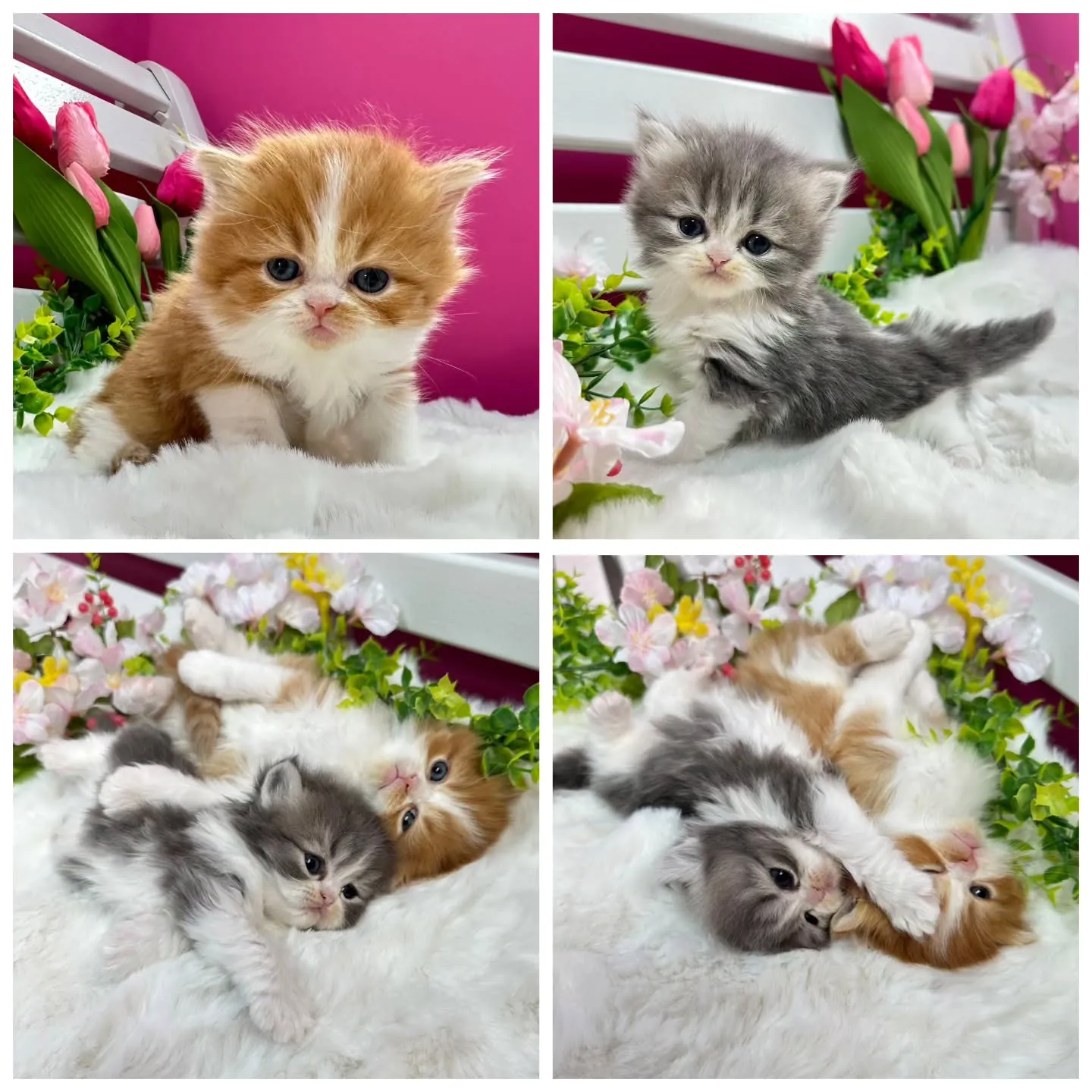 ミヌエットBaby 😺❤️