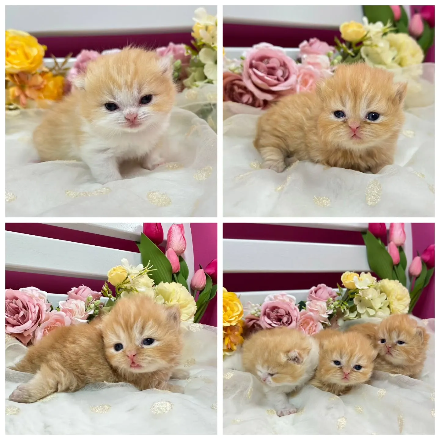 ミヌエットBaby 😺❤️