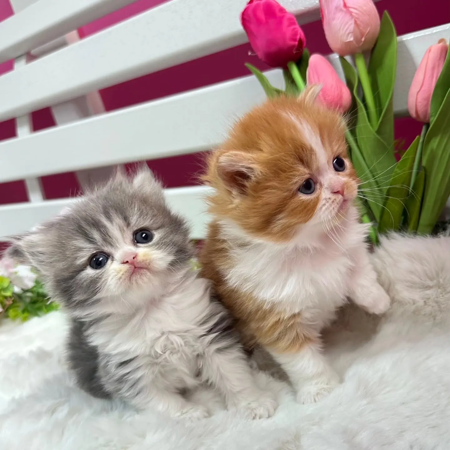 ミヌエットBaby 😺❤️