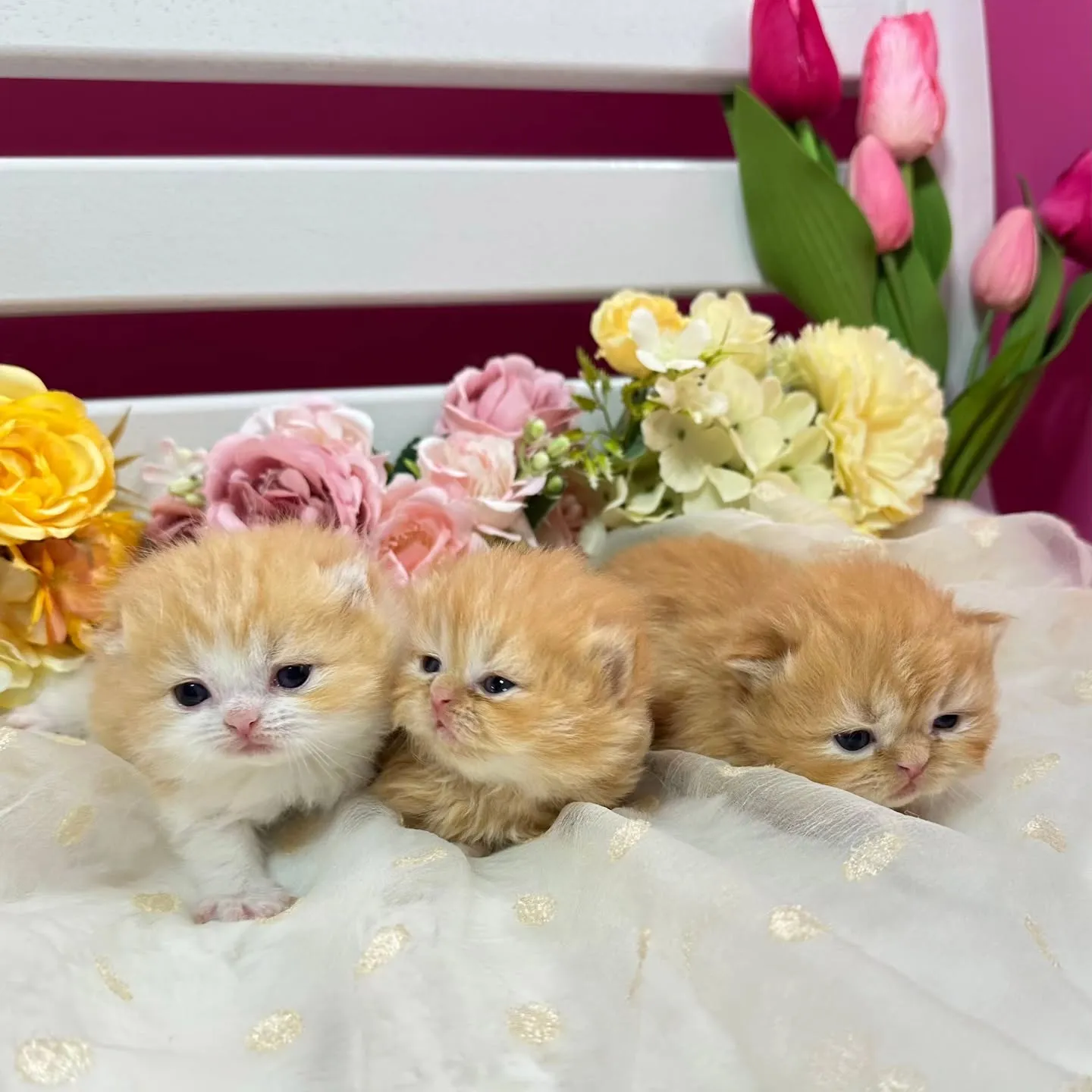 ミヌエットBaby 😺❤️