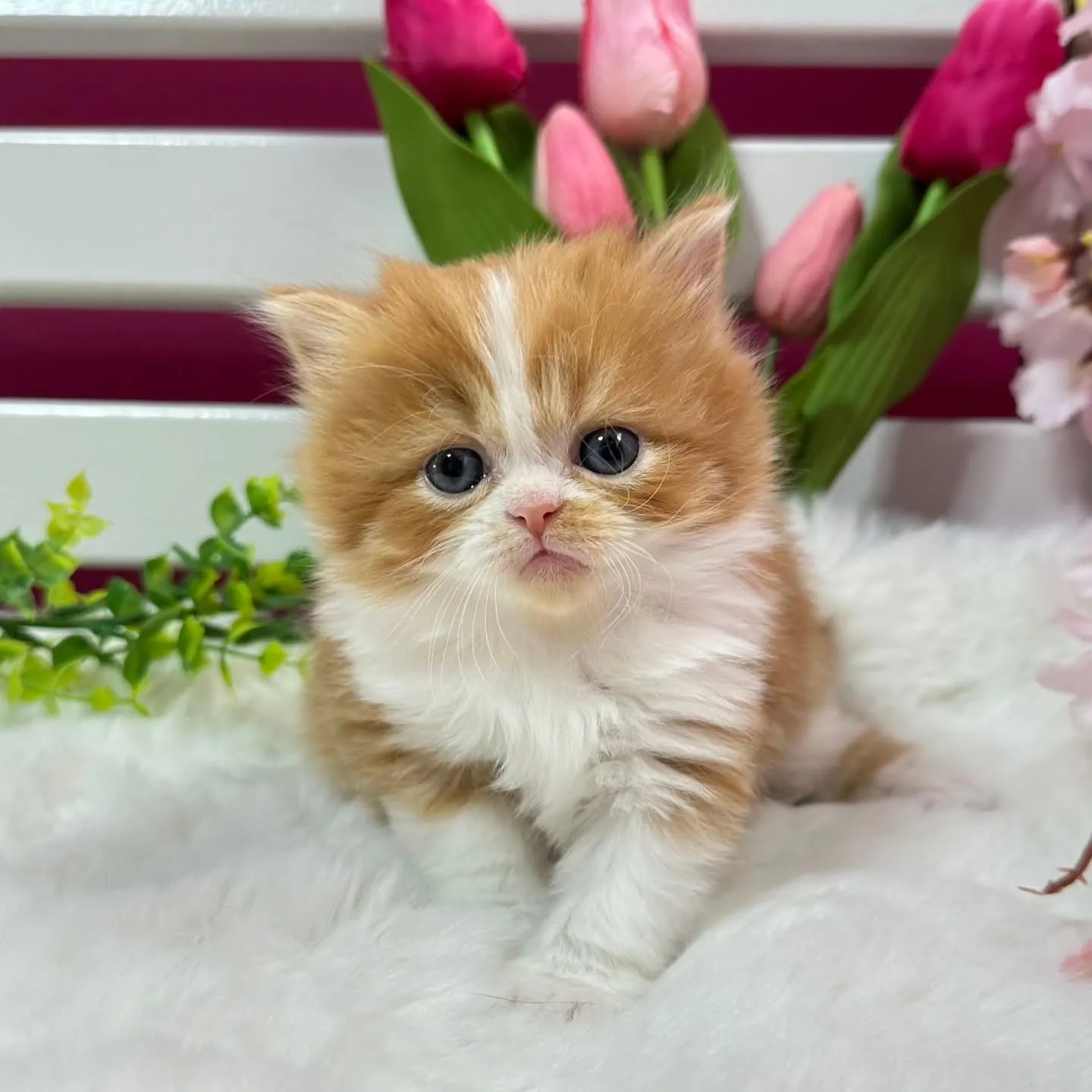 ミヌエットBaby 😺❤️