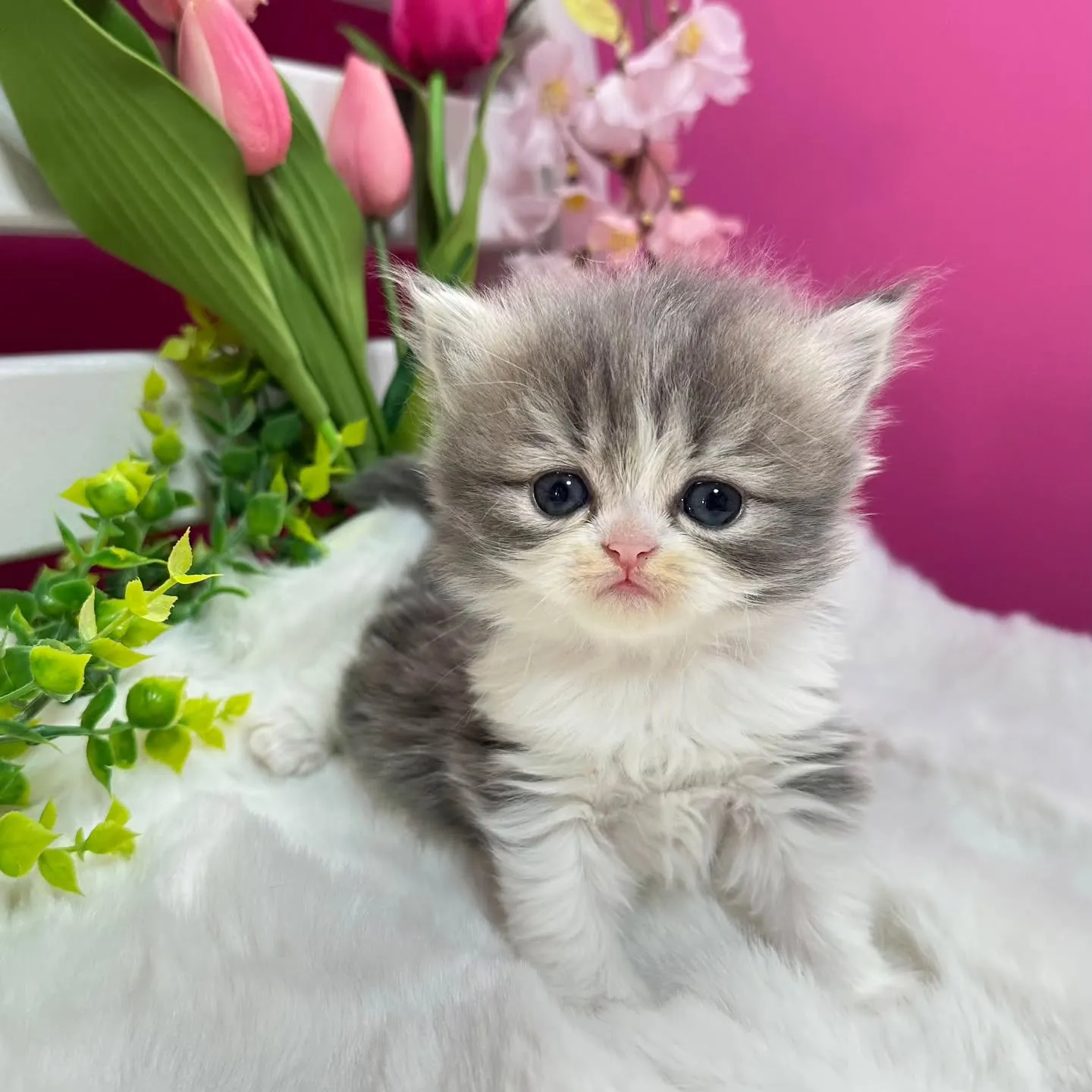 ミヌエットBaby 😺❤️