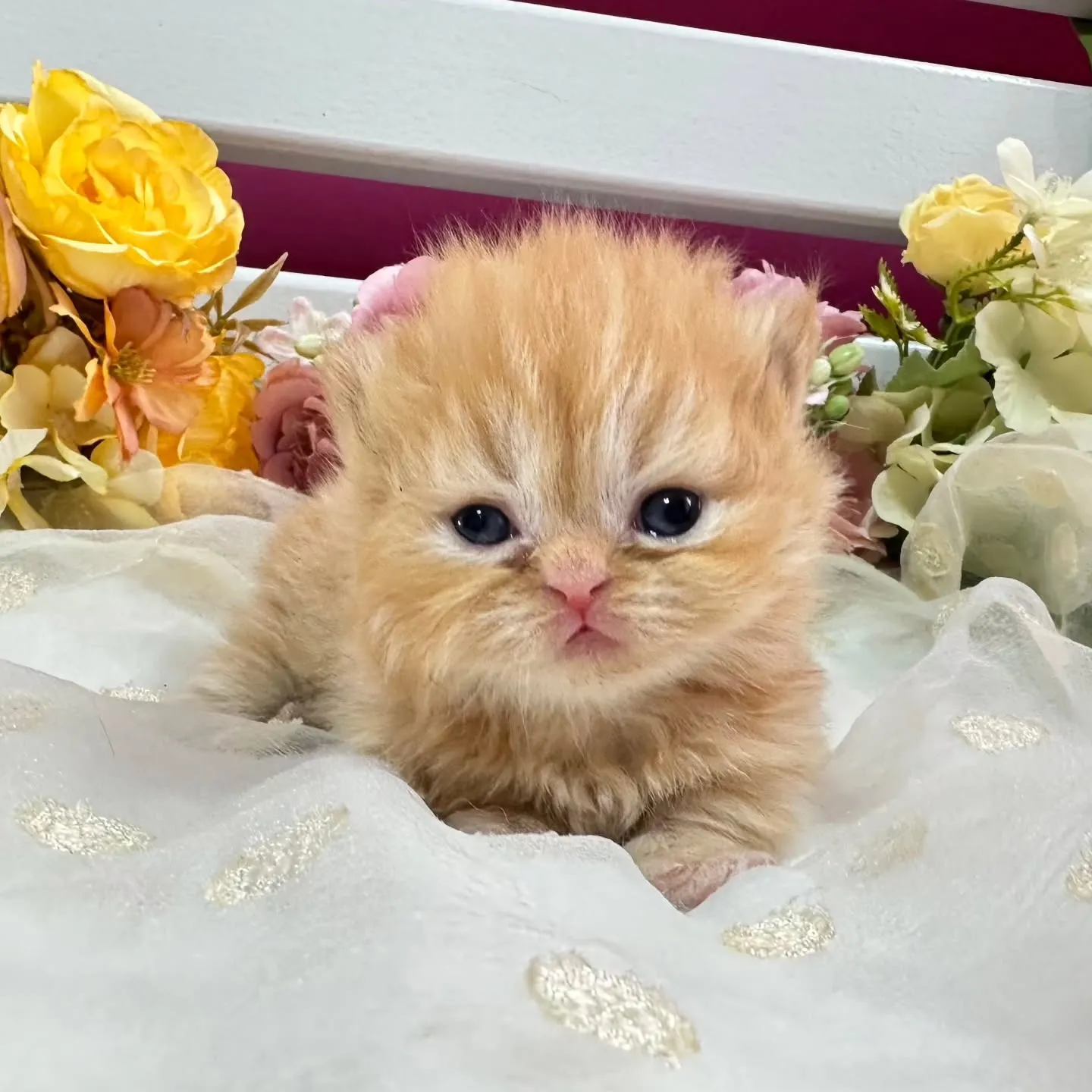 ミヌエットBaby 😺❤️