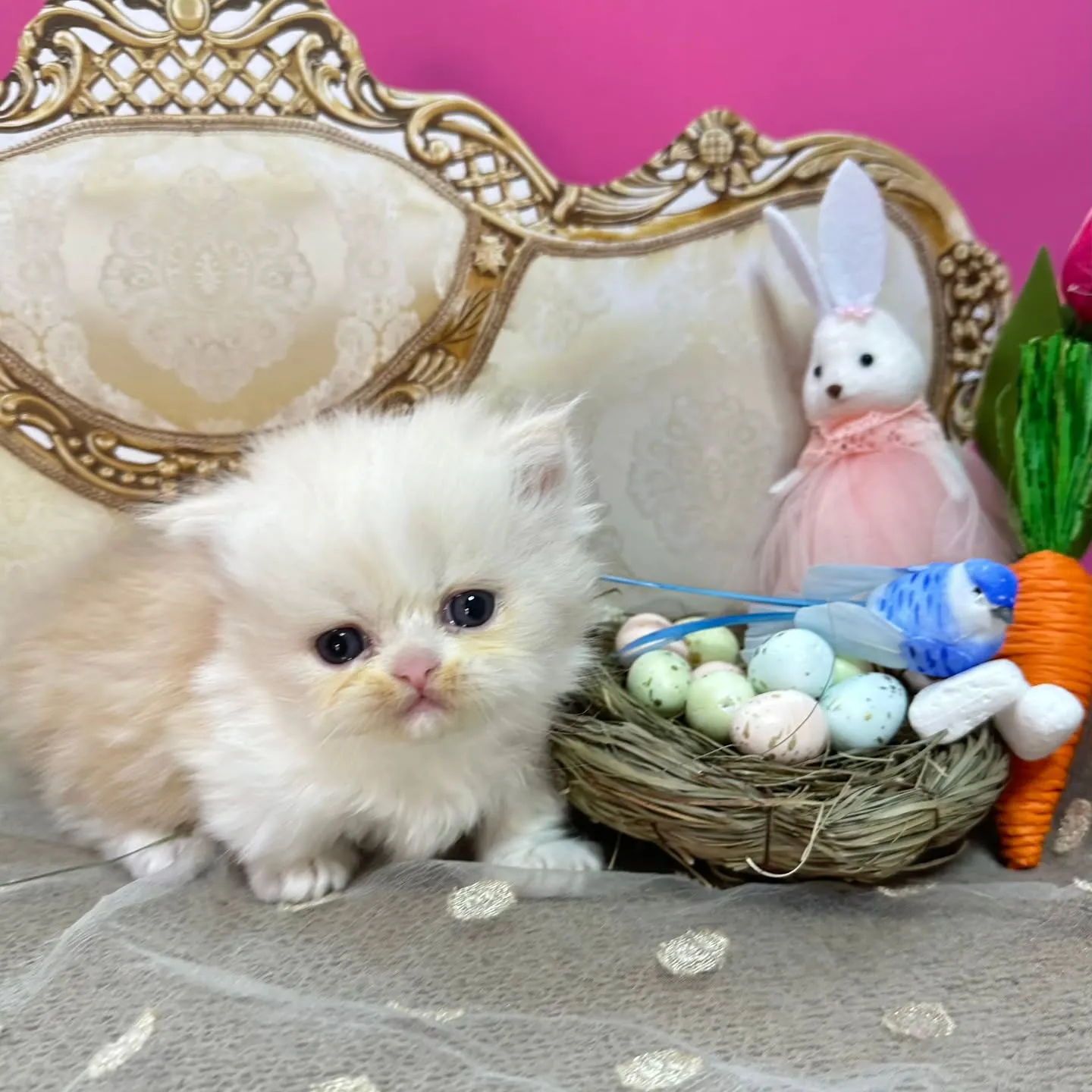 ✨Happy Easter🐰❤️🐤✨