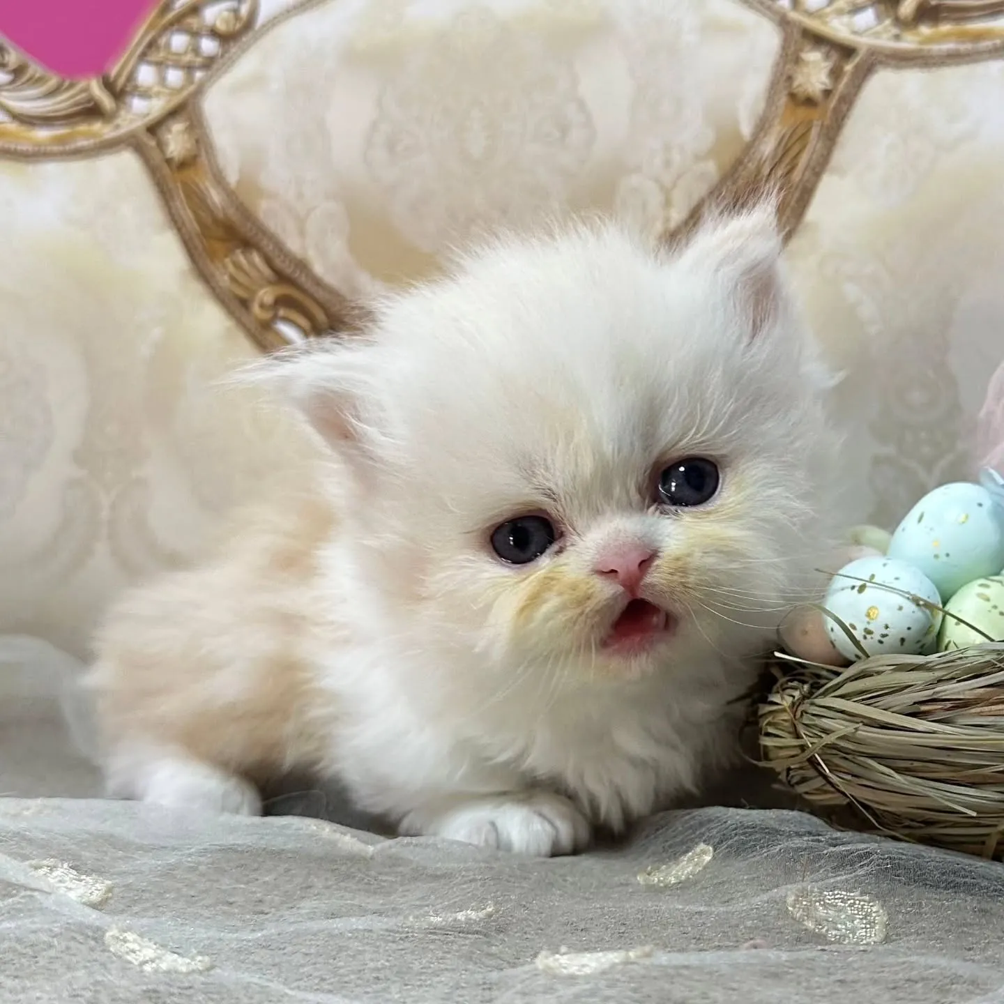 ✨Happy Easter🐰❤️🐤✨