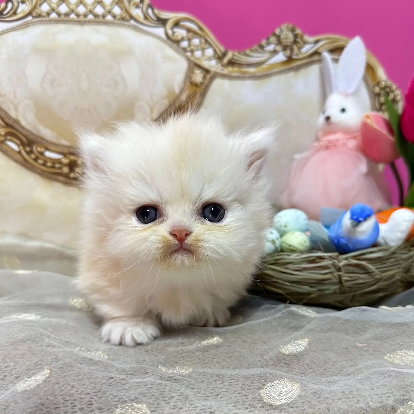 ✨Happy Easter🐰❤️🐤✨