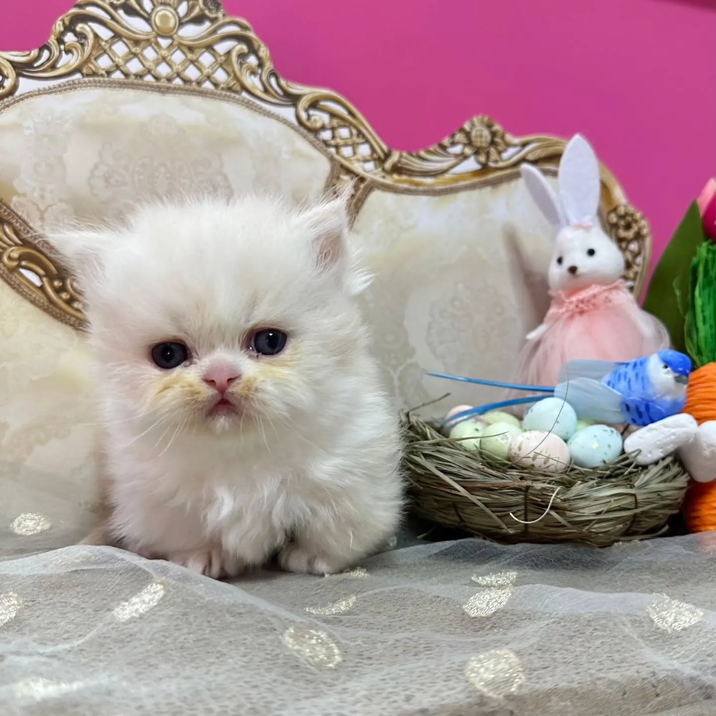✨Happy Easter🐰❤️🐤✨