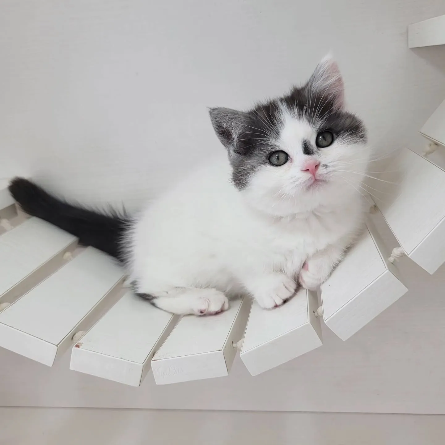 ドラえもんになったにゃ☺️