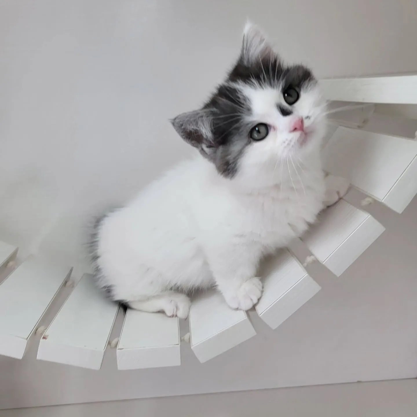 ドラえもんになったにゃ☺️