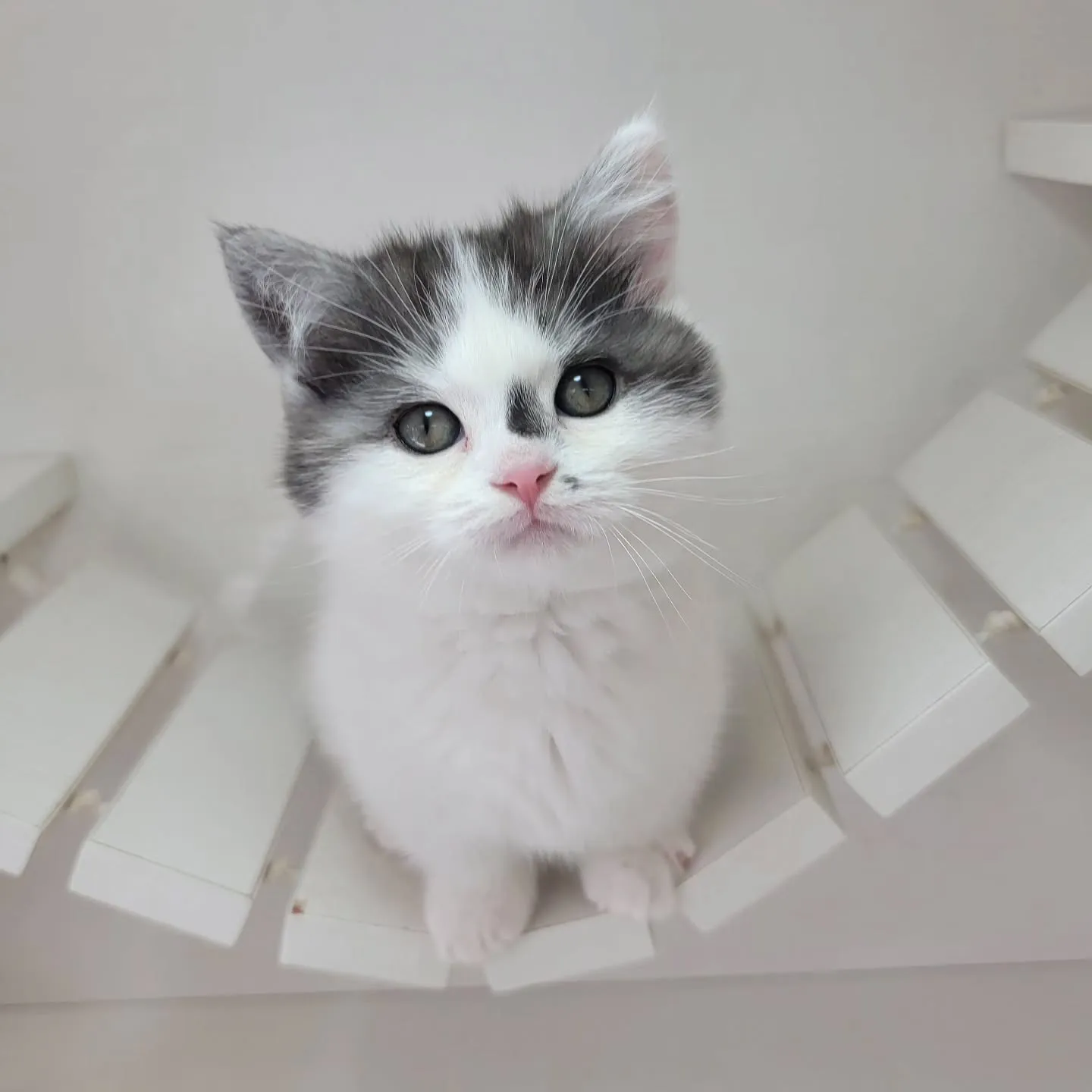 ドラえもんになったにゃ☺️