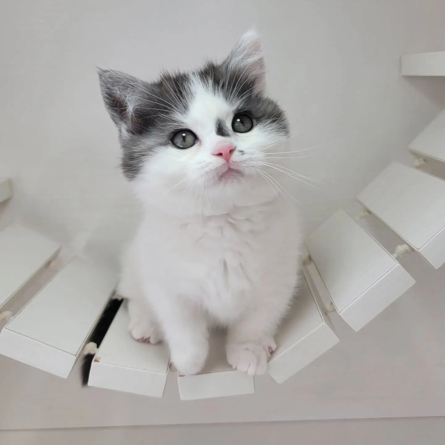 ドラえもんになったにゃ☺️