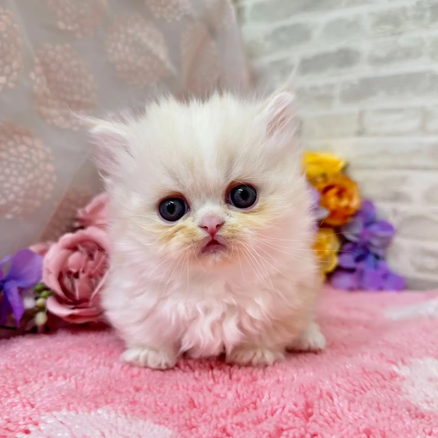 本日ご紹介のミヌエット短足ちゃんです🐱❤️