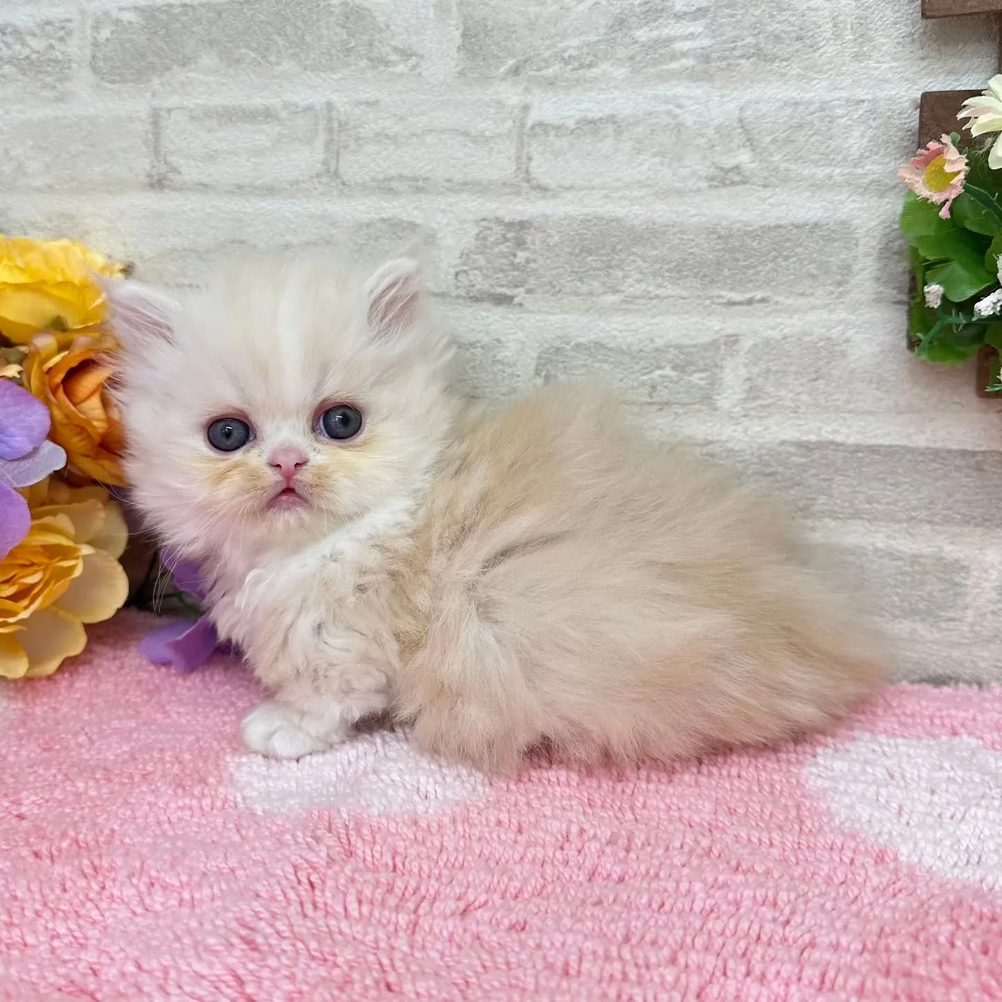 本日ご紹介のミヌエット短足ちゃんです🐱❤️