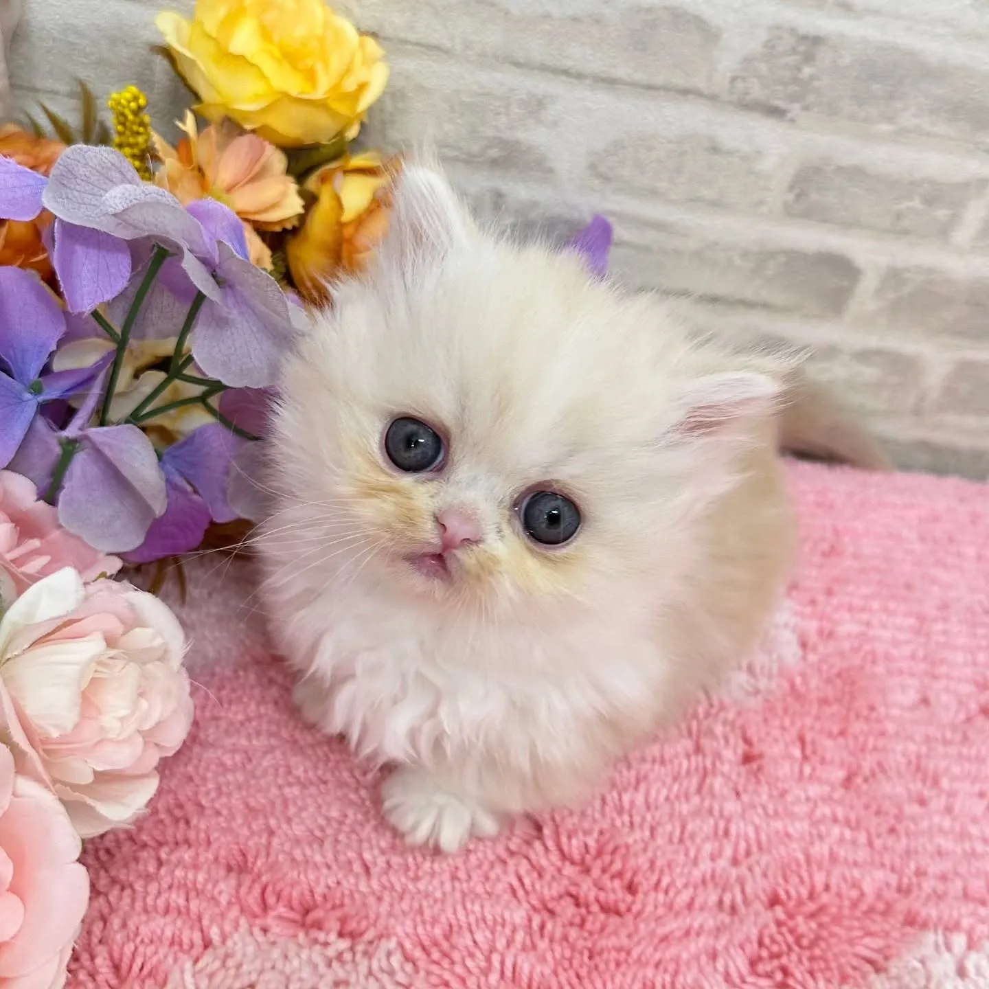 本日ご紹介のミヌエット短足ちゃんです🐱❤️