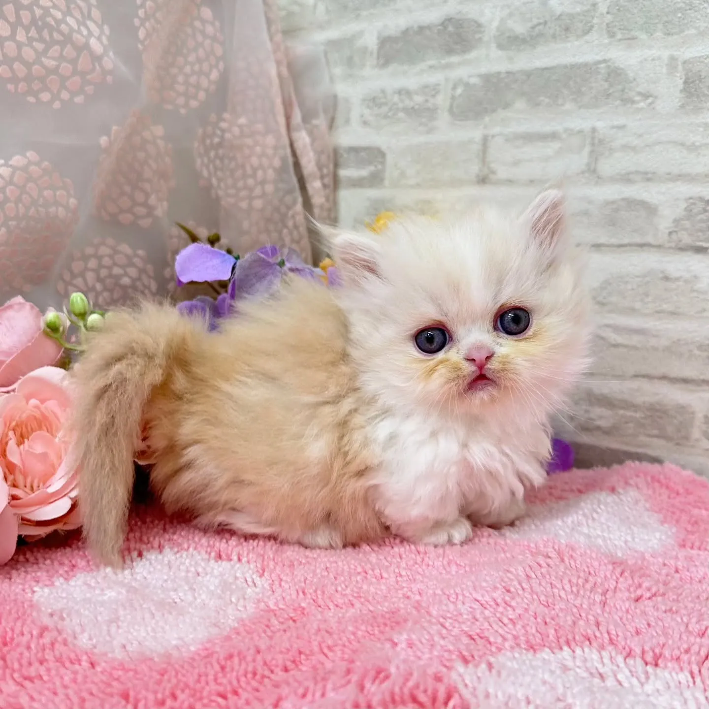 本日ご紹介のミヌエット短足ちゃんです🐱❤️