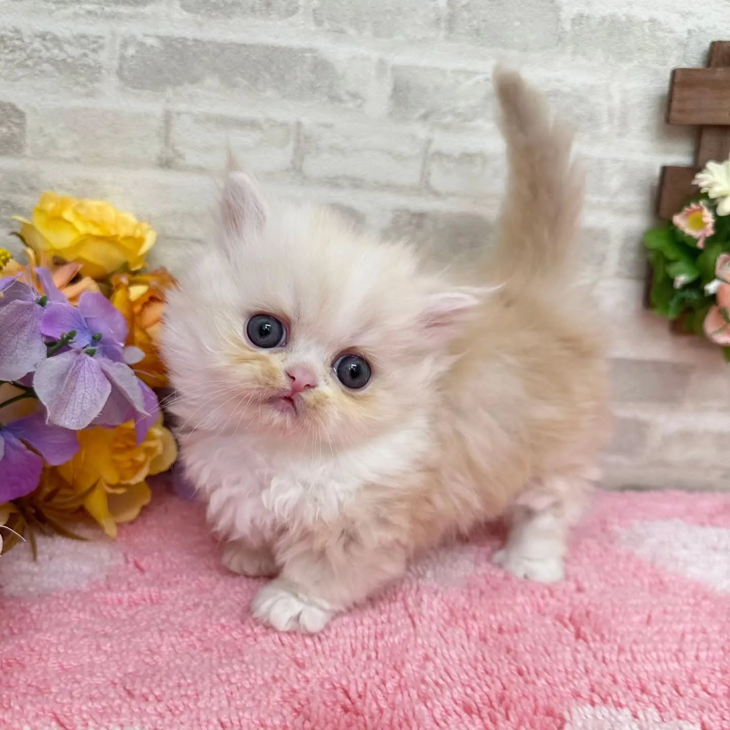 本日ご紹介のミヌエット短足ちゃんです🐱❤️