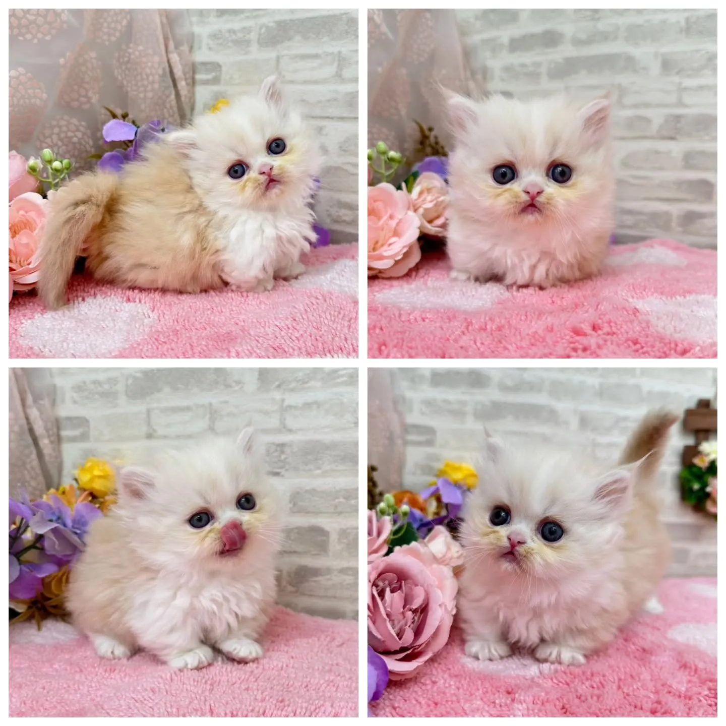 本日ご紹介のミヌエット短足ちゃんです🐱❤️