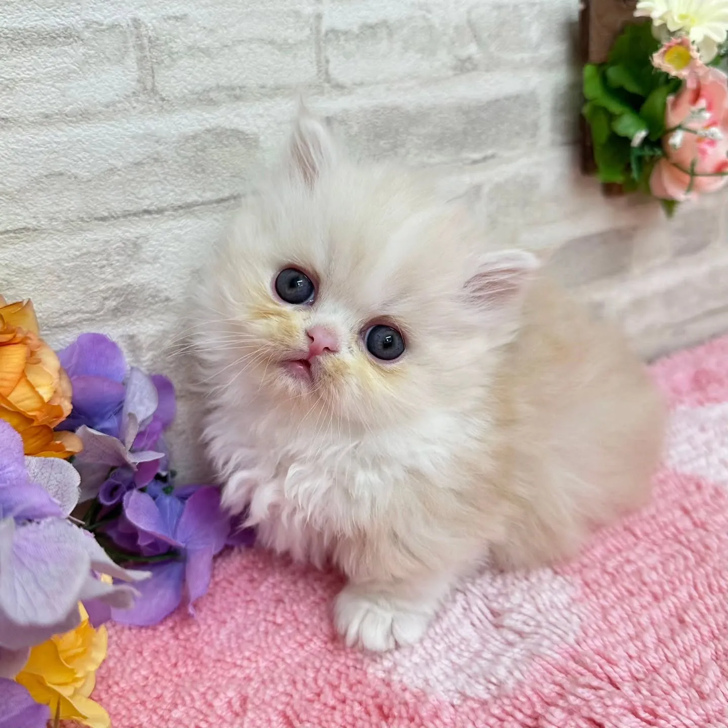 本日ご紹介のミヌエット短足ちゃんです🐱❤️
