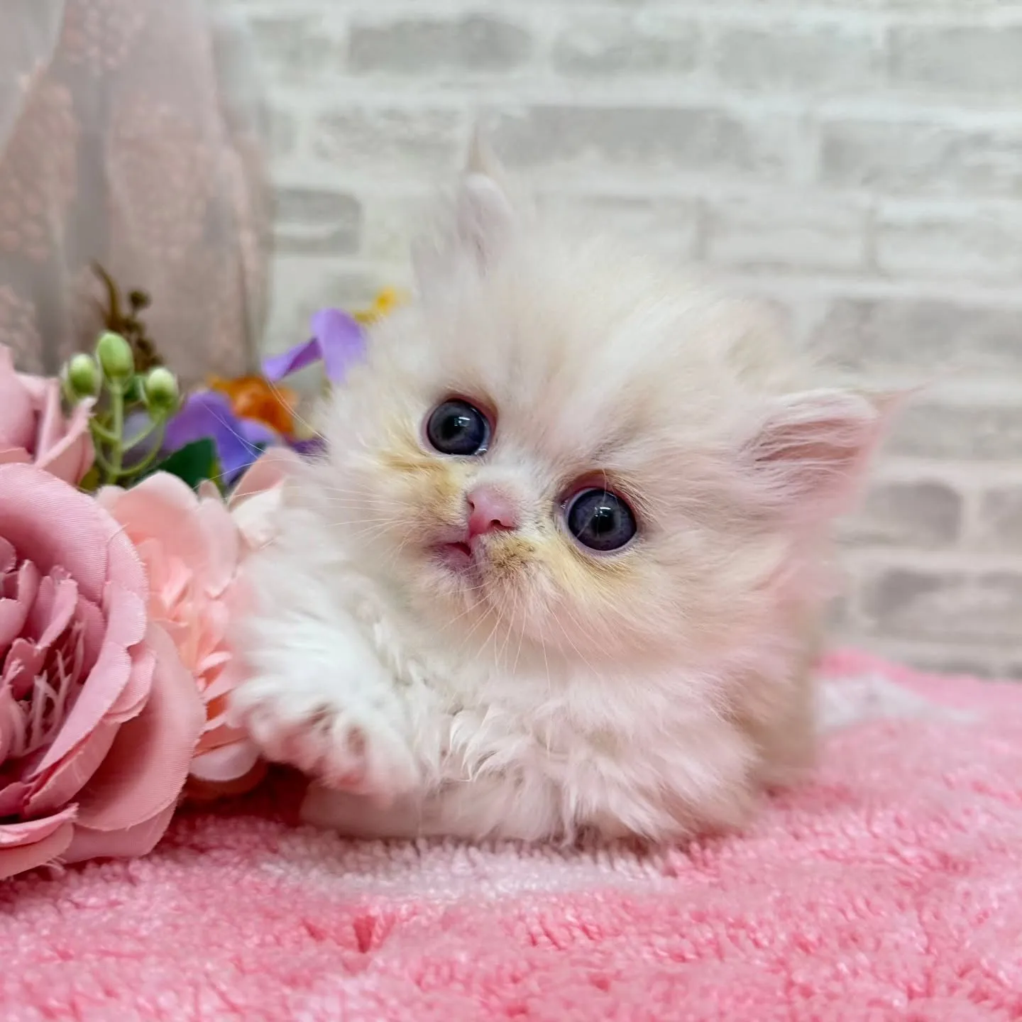 本日ご紹介のミヌエット短足ちゃんです🐱❤️
