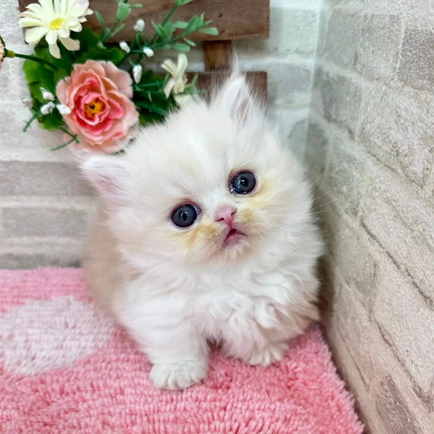 本日ご紹介のミヌエット短足ちゃんです🐱❤️