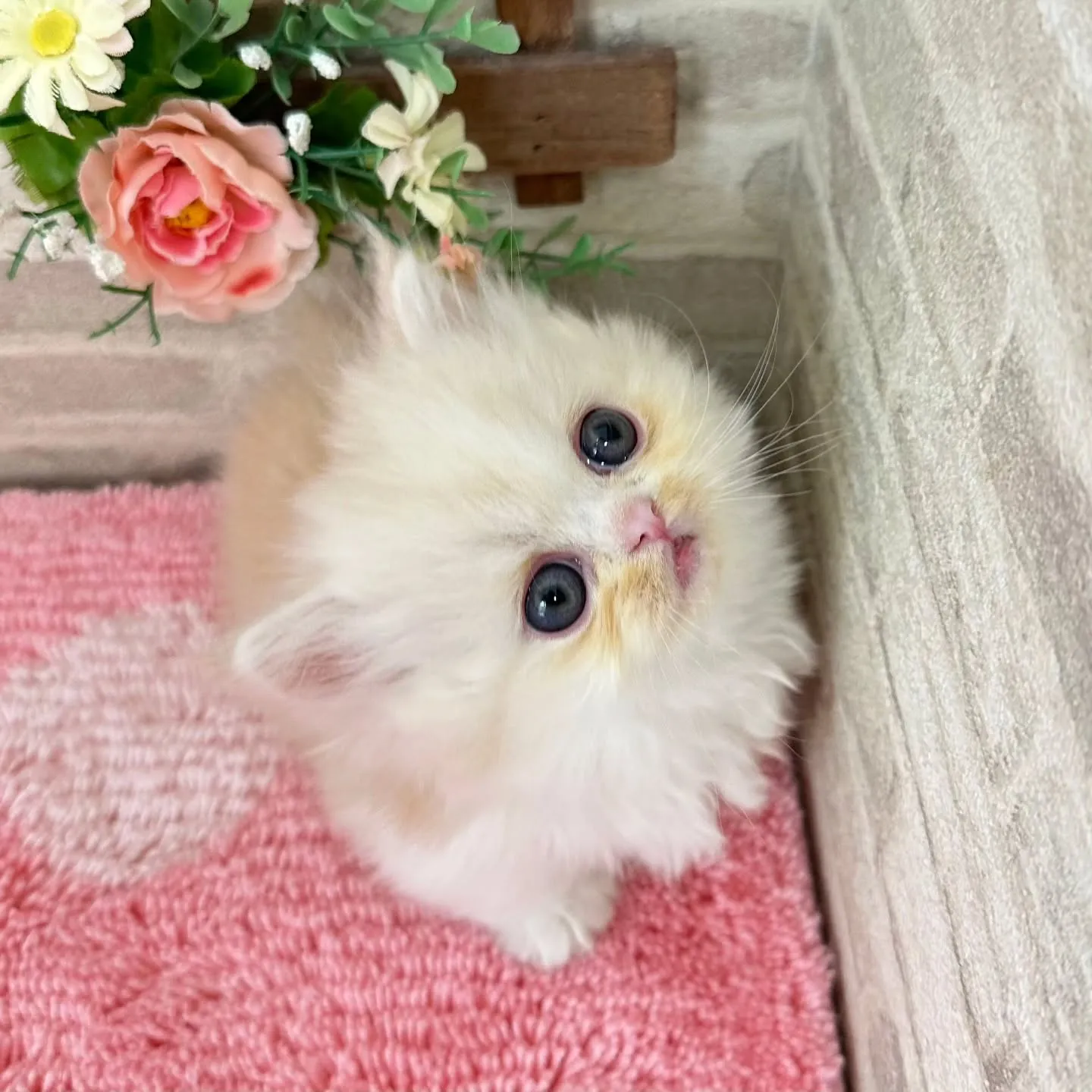 本日ご紹介のミヌエット短足ちゃんです🐱❤️