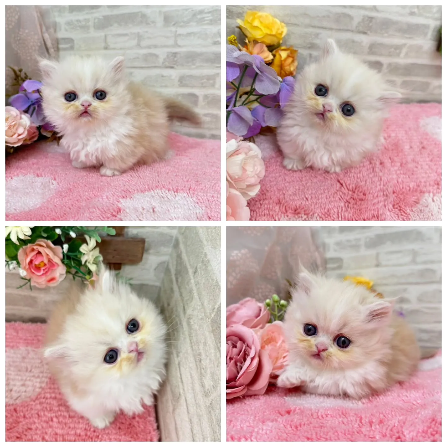 本日ご紹介のミヌエット短足ちゃんです🐱❤️