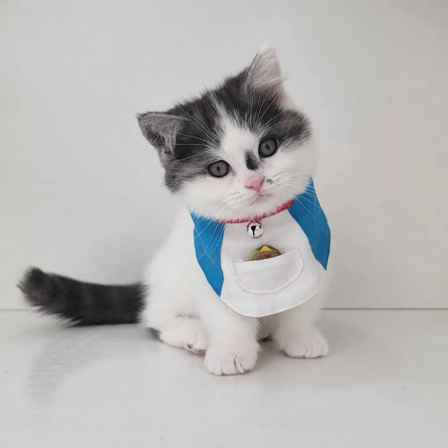 ドラえもんになったにゃ☺️