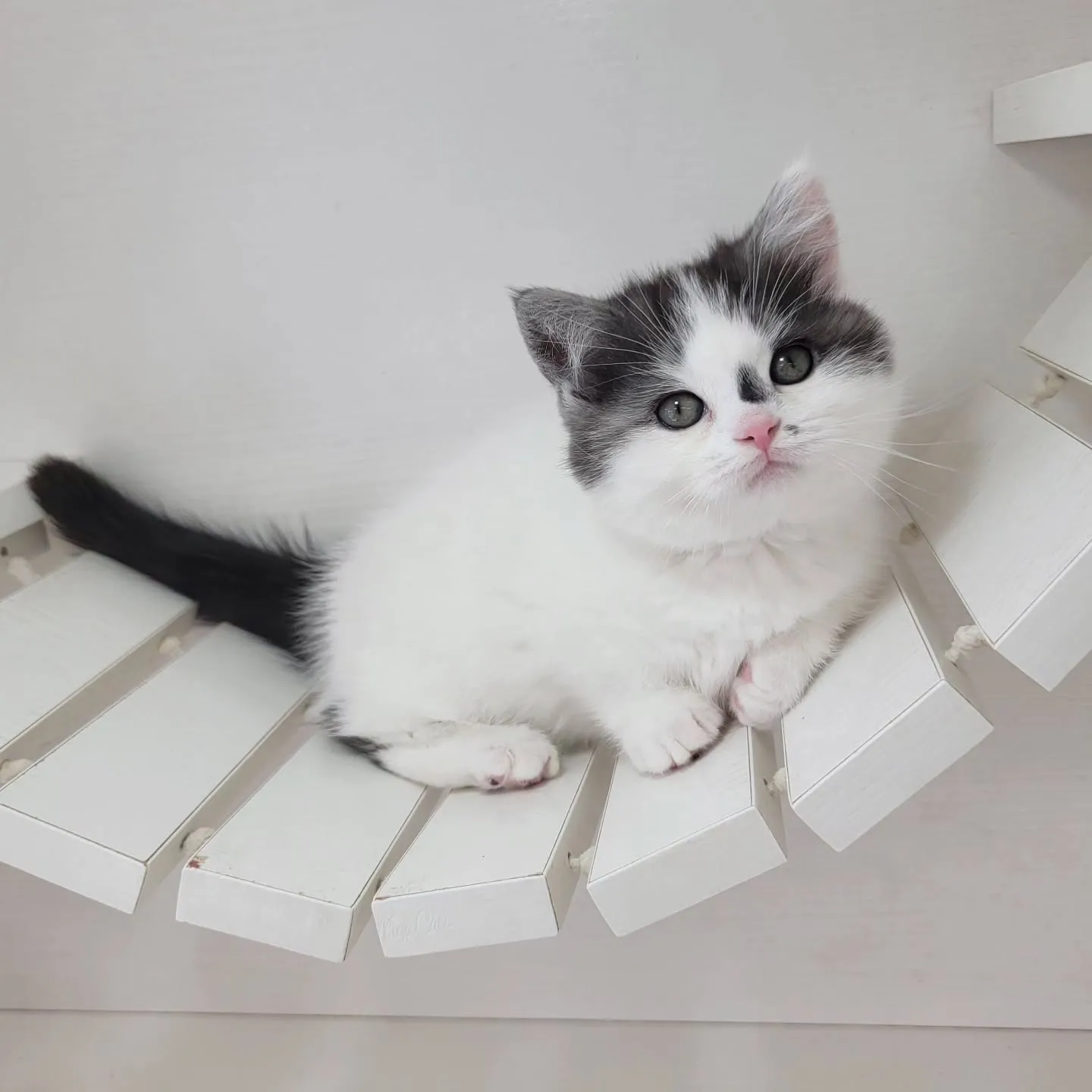 ドラえもんになったにゃ☺️