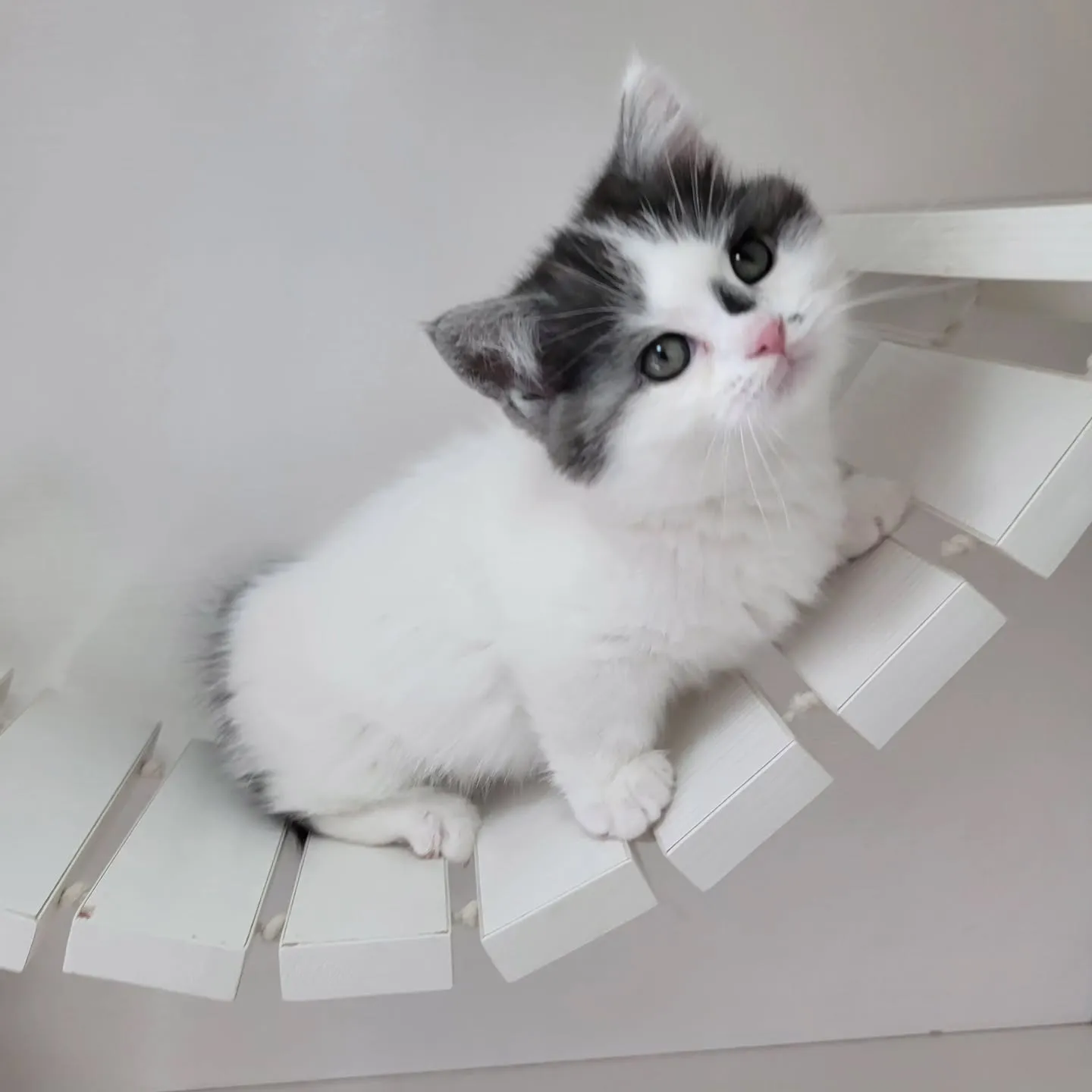ドラえもんになったにゃ☺️