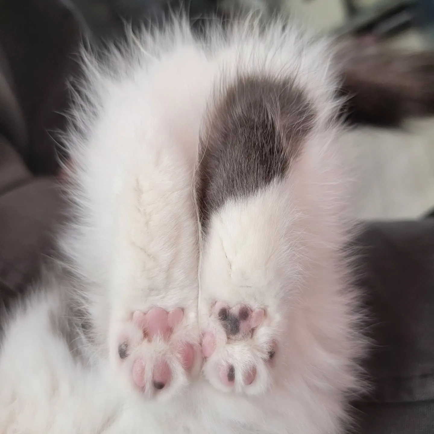 ドラえもんになったにゃ☺️